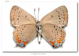 صورة Satyrium acadica (Edwards 1862)