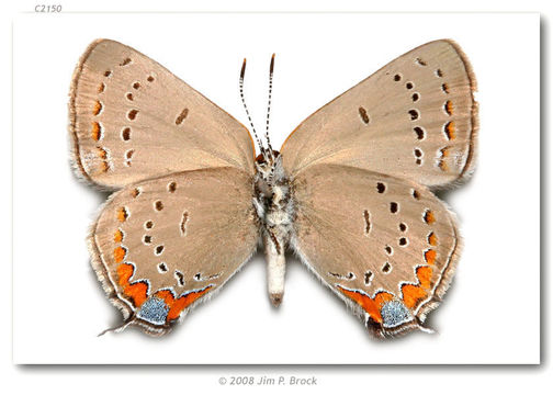 Image of Acadian Hairstreak