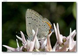 Image of Acadian Hairstreak