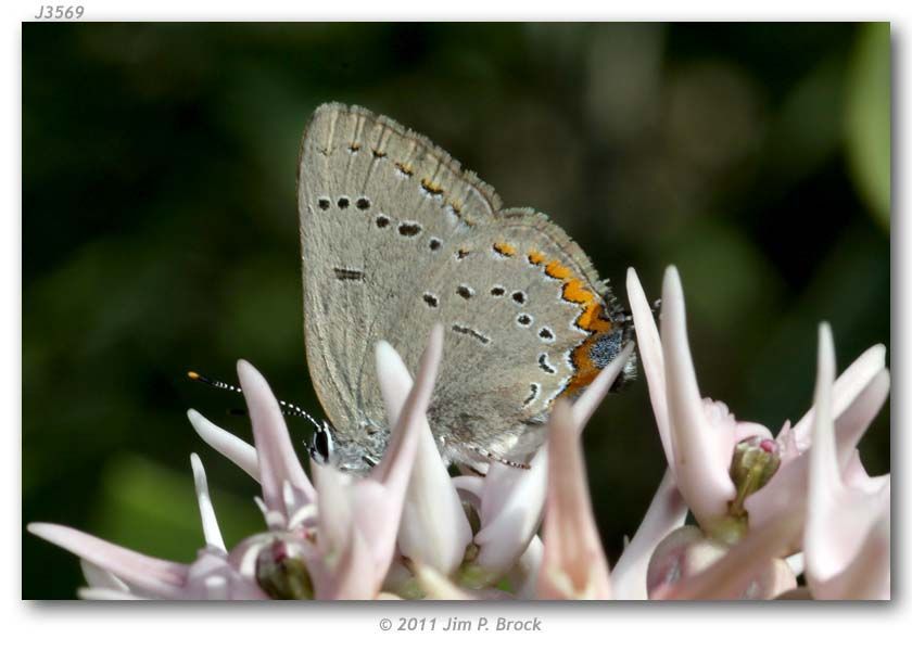 صورة Satyrium acadica (Edwards 1862)