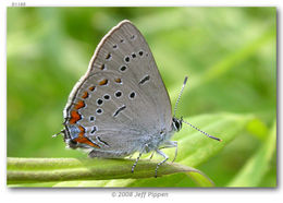 صورة Satyrium acadica (Edwards 1862)