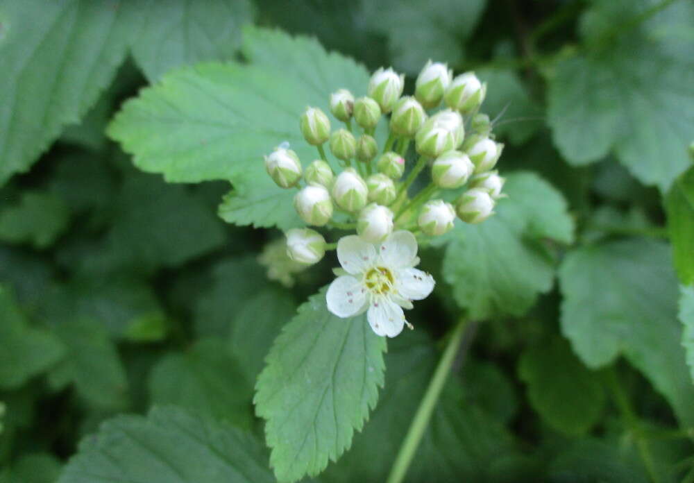 Plancia ëd Physocarpus opulifolius (L.) Maxim.