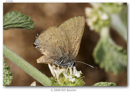 Image of Gold-hunters Hairstreak