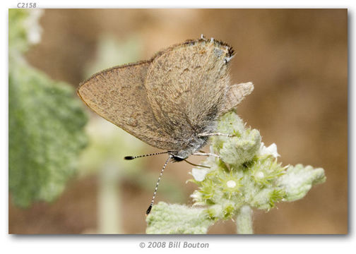 Image of Gold-hunters Hairstreak