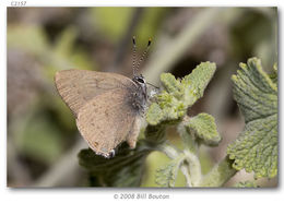 Image of Gold-hunters Hairstreak