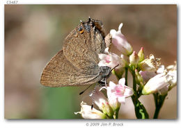 صورة Satyrium auretorum (Boisduval 1852)