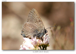 صورة Satyrium auretorum (Boisduval 1852)