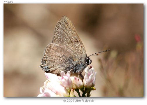 صورة Satyrium auretorum (Boisduval 1852)