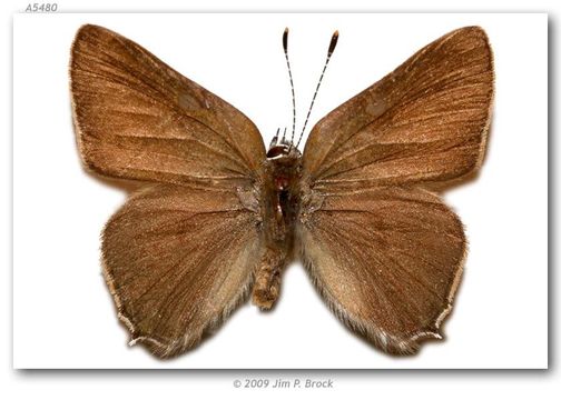 Image of Gold-hunters Hairstreak