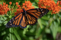 Imagem de Asclepias tuberosa L.