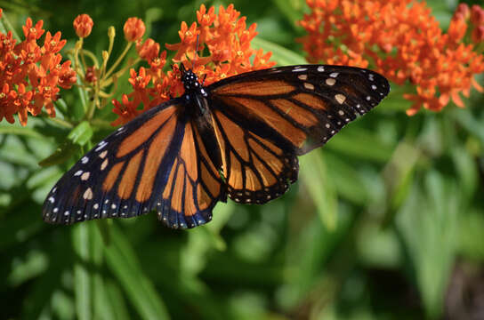 Image of butterfly milkweed