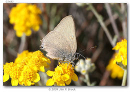 صورة Satyrium auretorum (Boisduval 1852)