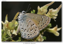 صورة Satyrium behrii (Edwards 1870)