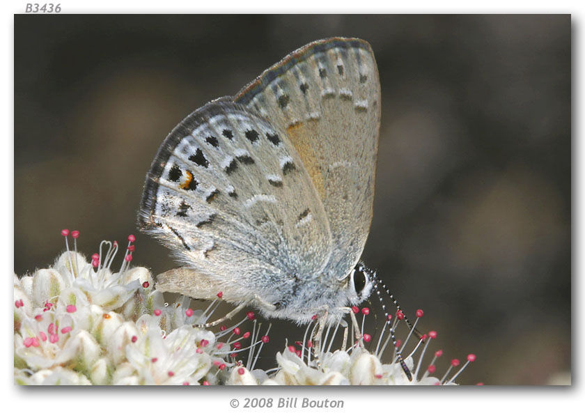 Image of Behrs Hairstreak