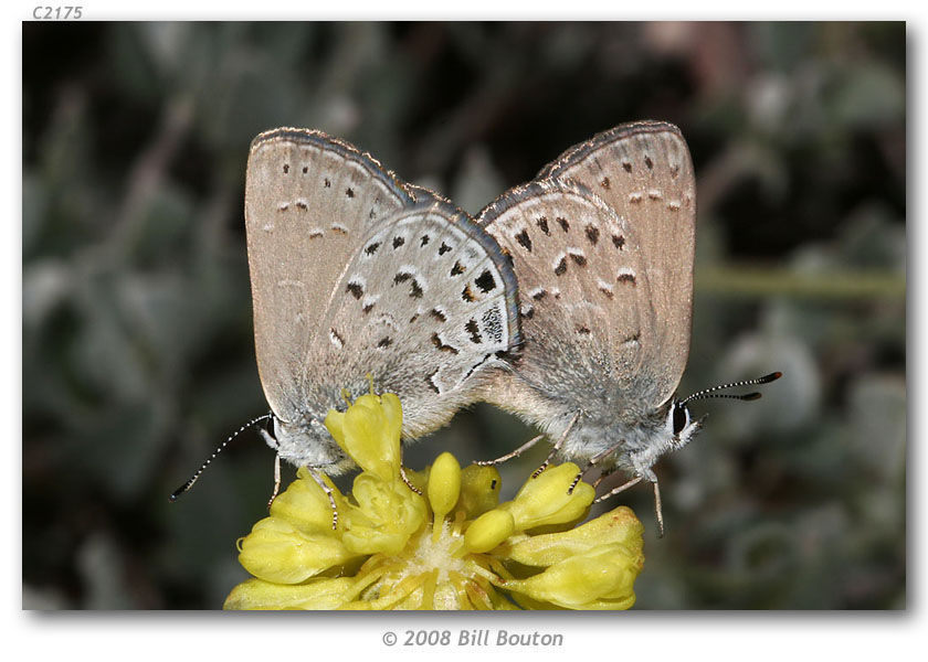 Sivun Satyrium behrii (Edwards 1870) kuva