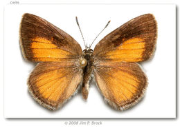 صورة Satyrium behrii (Edwards 1870)