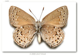 صورة Satyrium behrii (Edwards 1870)