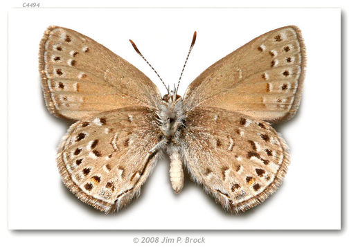 Image of Behrs Hairstreak