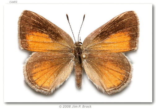 Image of Behrs Hairstreak