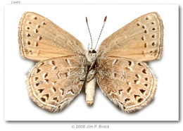 صورة Satyrium behrii (Edwards 1870)