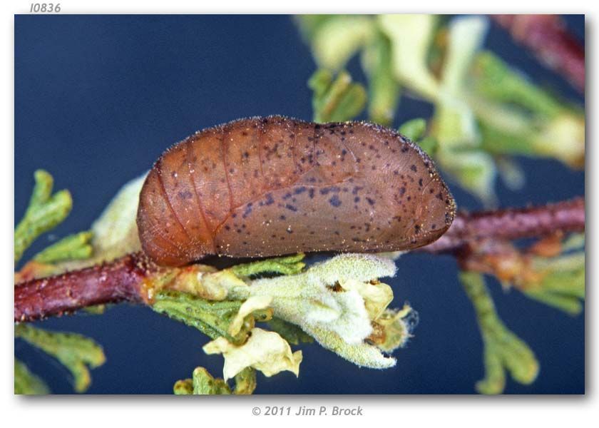 صورة Satyrium behrii (Edwards 1870)