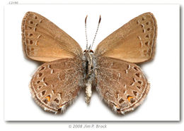 صورة Satyrium behrii (Edwards 1870)