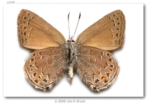 Image of Behrs Hairstreak