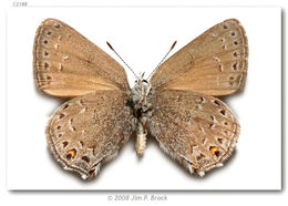 صورة Satyrium behrii (Edwards 1870)