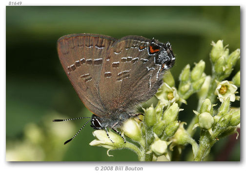 Image of Satyrium