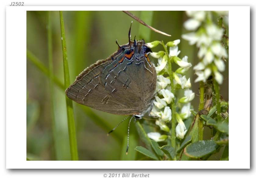 Image of Satyrium