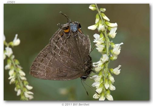 Image of Satyrium