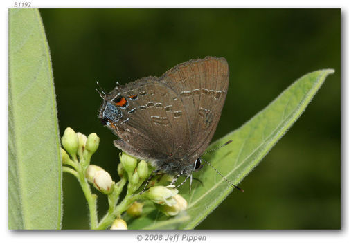 Image of Banded Hairstreak