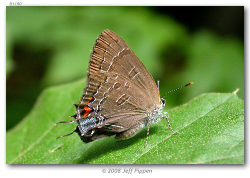 Image of Banded Hairstreak