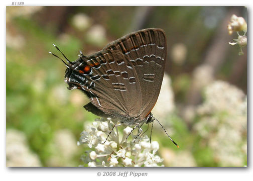 Image of Banded Hairstreak