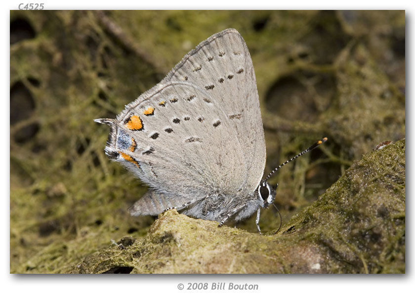 Image of Satyrium