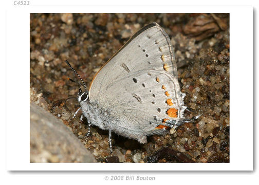 Image of California Hairstreak