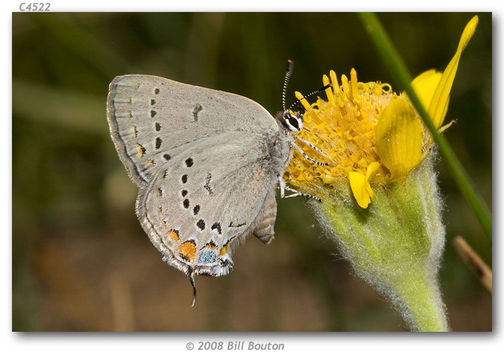 Image of California Hairstreak