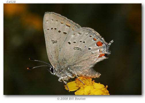 Image of California Hairstreak