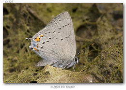 صورة Satyrium californica (Edwards 1862)