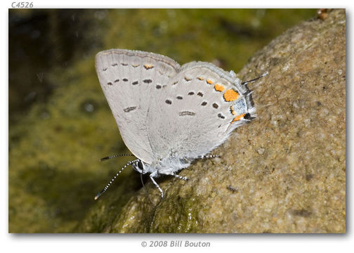 Image of California Hairstreak