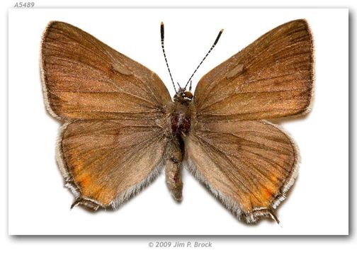 Image of California Hairstreak