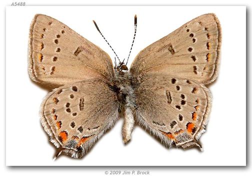 Image of California Hairstreak