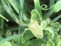 Image of Southern green stink bug