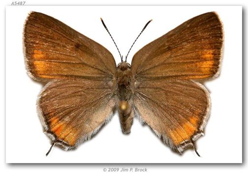 Image of California Hairstreak