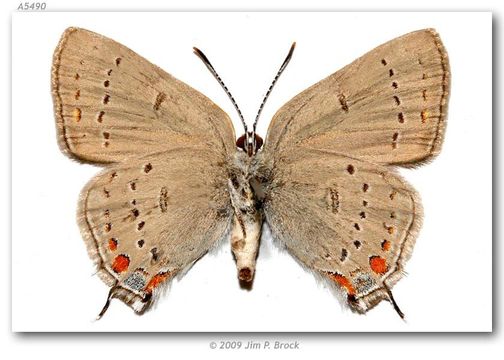 Image of California Hairstreak