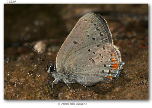 Image of California Hairstreak