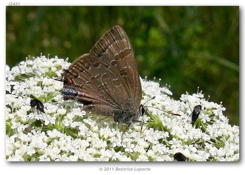 Image of hickory hairstreak