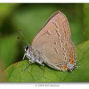 Image of Edwards Hairstreak