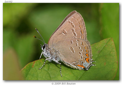 Image of Satyrium