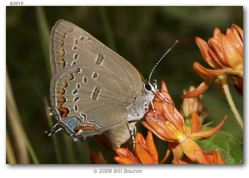 Image of Edwards Hairstreak